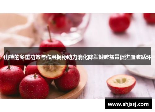 山楂的多重功效与作用揭秘助力消化降脂健脾益胃促进血液循环